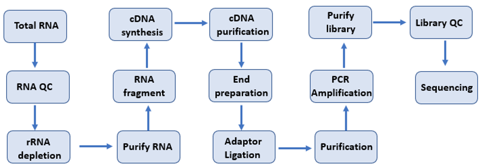服务工作流程的总RNA序列照片