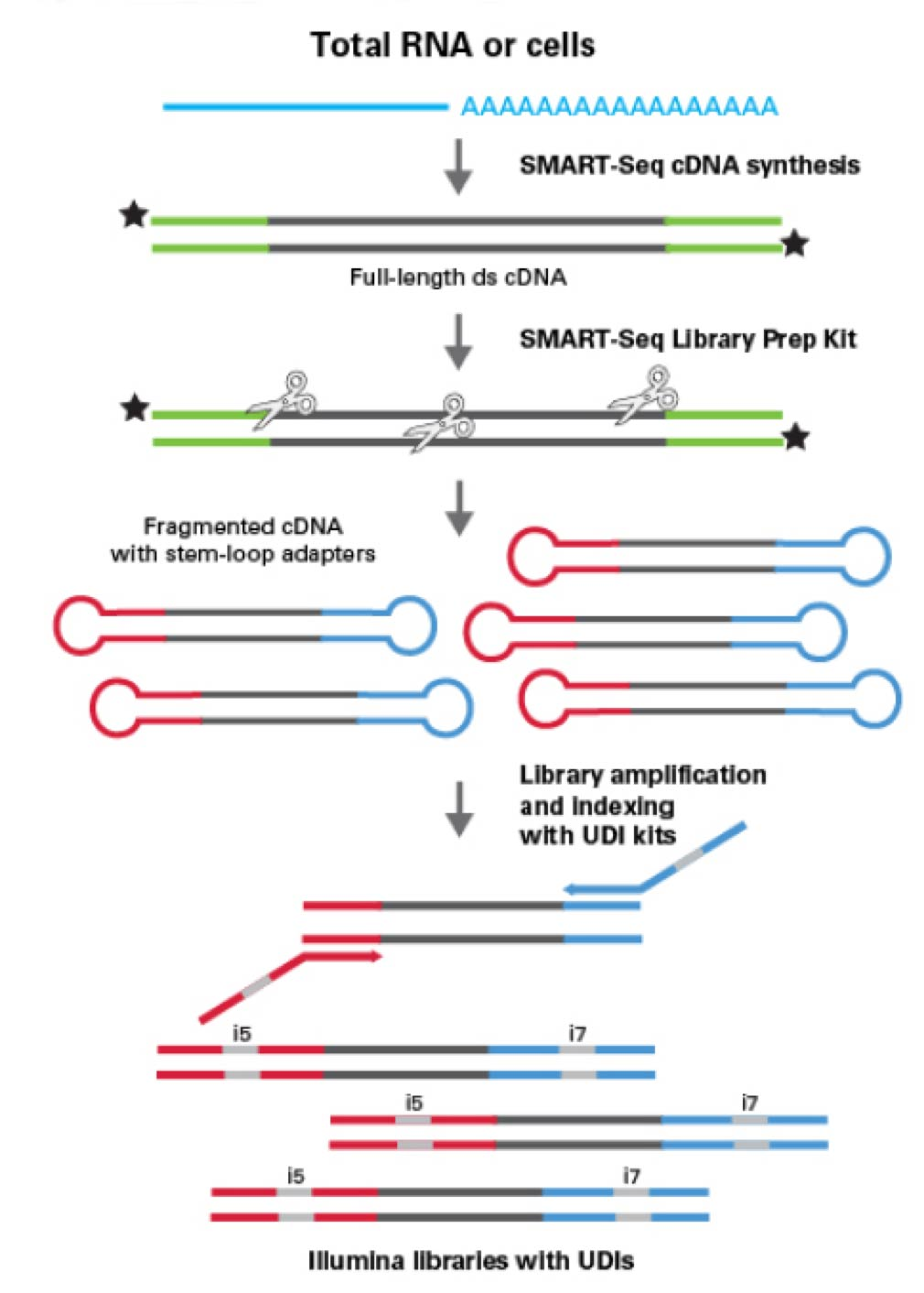 总RNA细胞智能序列合成图