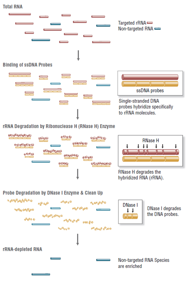 总RNA测序照片