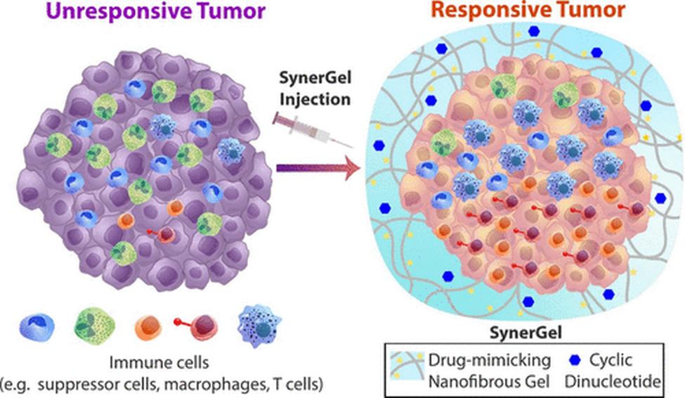 注射Synergel之前和之后的癌性肿瘤的插图比较。