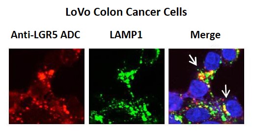 LoVo Colon Cancer Cells