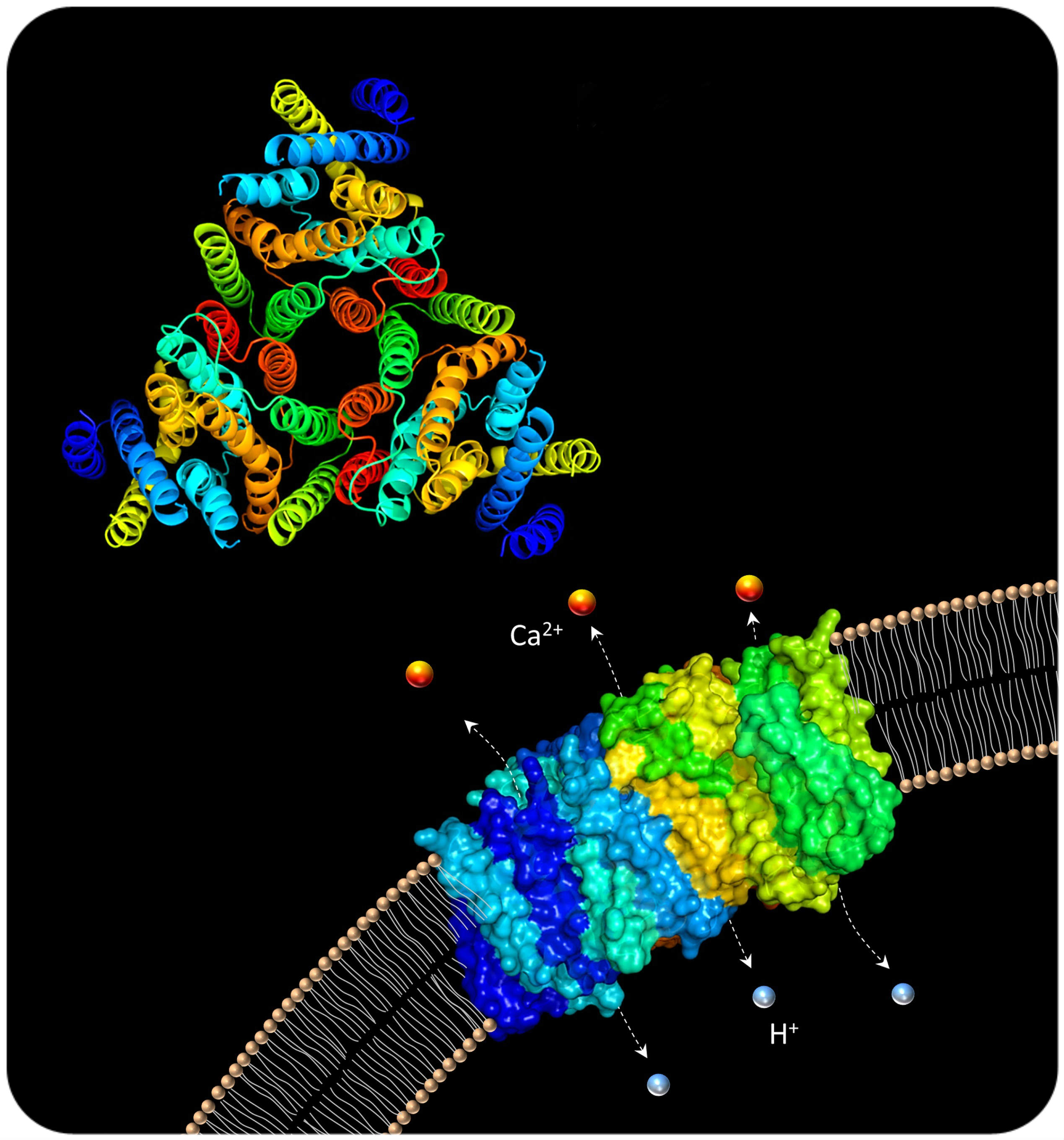 原核质子/钙转运蛋白蛋白yfke的晶体结构。（Wu等人PNAS 2013）