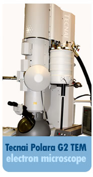 Technai Polara G2 TEM电子显微镜