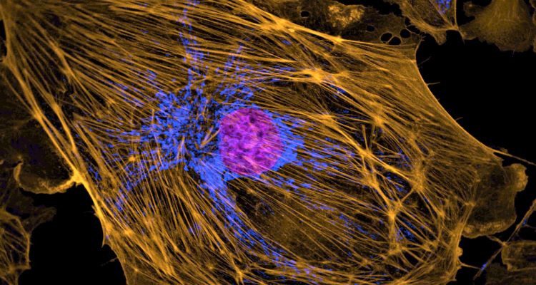 牛肺动脉细胞的照片。细胞核、线粒体和肌动蛋白。