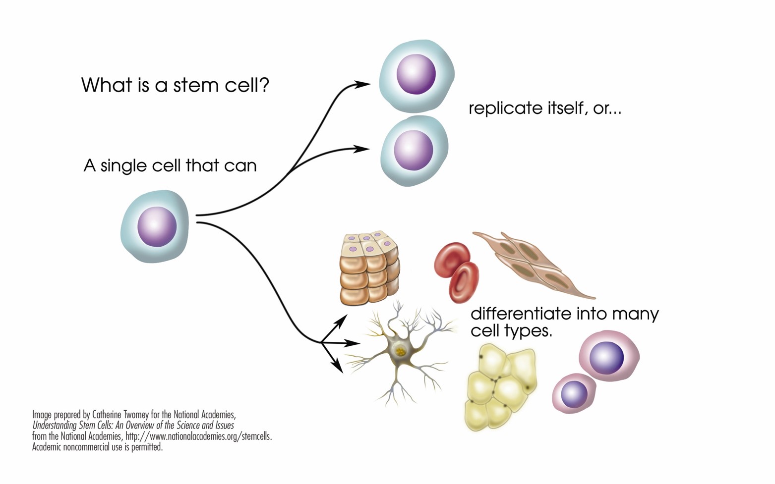 干细胞graphic_NIH